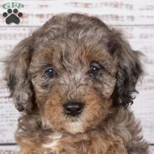 Alaine, Miniature Poodle Mix Puppy